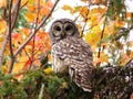 Barred owl Royalty Free Stock Photo