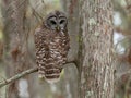 Barred Owl Looking Down at the Camera While Resting in a Bald Cypress Tree Royalty Free Stock Photo