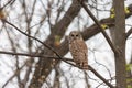 Barred Owl Looks Backwards in Forest Royalty Free Stock Photo