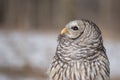 Barred Owl