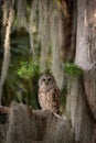 Barred Owl in Everglades National Park