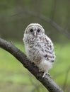 A Barred owl owlet perched against a green background on a branch in the forest in Canada