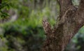 Barred Owl perch on a Tree Royalty Free Stock Photo