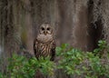 Barred Owl perch on a Tree Royalty Free Stock Photo