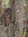 Barred Owl Perched on Bald Cypress Branch Looking at Camera