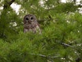 Barred Owl Perched in a Bald Cypress Tree in Louisiana Royalty Free Stock Photo