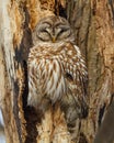 Barred Owl Perched