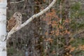 Barred Owl Perched in Birch Tree Royalty Free Stock Photo