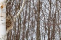 Barred Owl Perched in Birch Tree