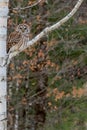 Barred Owl Perched in Birch Tree Royalty Free Stock Photo