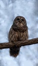 Barred Owl perched on branch gazing down at camera in early winter with mottled light blue background Royalty Free Stock Photo