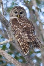 Barred Owl Perched on Branch and Watching Intently