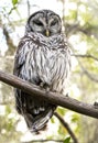 Barred Owl perched in the Okefenokee Swamp