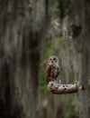 Barred Owl perched on a Tree Royalty Free Stock Photo