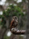 Barred Owl perched on a Tree Royalty Free Stock Photo