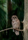 Barred Owl perched on a Tree Royalty Free Stock Photo