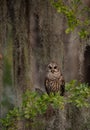 Barred Owl perched on a Tree Royalty Free Stock Photo