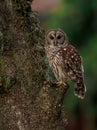 Barred Owl perched on a Tree Royalty Free Stock Photo