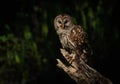 Barred Owl perched on a Tree Royalty Free Stock Photo