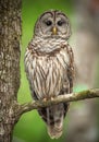 Barred Owl Perched on a Tree Branch Royalty Free Stock Photo