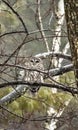 Barred owl, perched tree branch raindrops wildlife outdoors