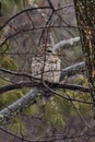 Barred owl, perched tree branch raindrops wildlife outdoors