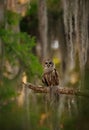 Barred Owl perched on a Tree Royalty Free Stock Photo