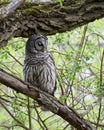 Barred Owl Perched In Tree Closing Eyes Royalty Free Stock Photo