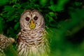 Barred Owl Perched in a Tree Royalty Free Stock Photo