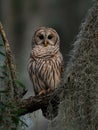 Barred Owl perch on a Tree Royalty Free Stock Photo