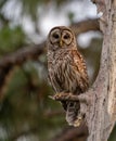 Barred Owl Portrait Royalty Free Stock Photo