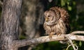 Barred Owl Portrait Royalty Free Stock Photo