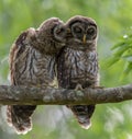 Barred Owl Portrait Royalty Free Stock Photo