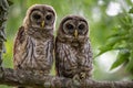 Barred Owl Portrait Royalty Free Stock Photo