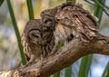 Barred Owl Portrait Royalty Free Stock Photo