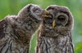 Barred Owl Portrait Royalty Free Stock Photo