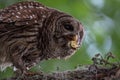 Barred Owl Portrait Royalty Free Stock Photo