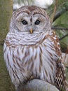 Barred Owl portrait on a tree branch with green background Royalty Free Stock Photo