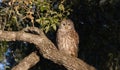 Barred Owl