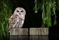 Barred Owl on Post