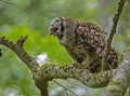 Large Barred Owl perches in a tree feasting on a crawfish.
