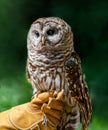 Barred owl sits on a gloved hand