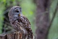 Barred Owl Sits Outdoors In Its Natural Environment