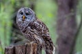 Barred Owl Sits Outdoors In Its Natural Environment