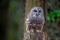 Barred Owl Sits Outdoors In Its Natural Environment