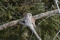 Barred Owl sits perched on a branch