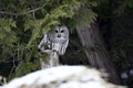 Barred Owl sits perched in a cedar forest