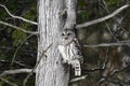 Barred Owl sits perched in a cedar tree