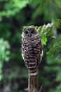 Barred Owl sits perched in a forest looking around