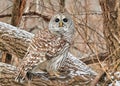 Barred Owl sitting on tree branch against blur background Royalty Free Stock Photo